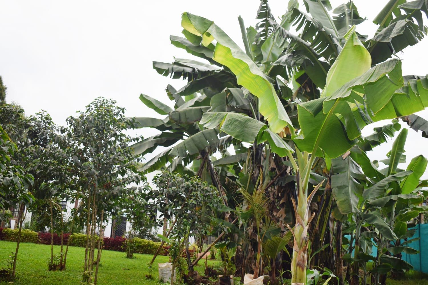 The Plantains Place Karatina Экстерьер фото